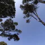 All�ombra dei pini...